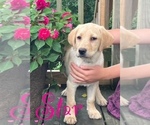 Image preview for Ad Listing. Nickname: Star