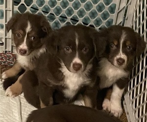 Australian Shepherd Litter for sale in FARMINGTON, MN, USA