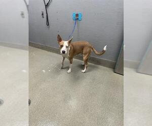 American Pit Bull Terrier-Unknown Mix Dogs for adoption in Las Vegas, NV, USA