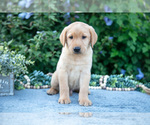 Puppy Tony Labrador Retriever