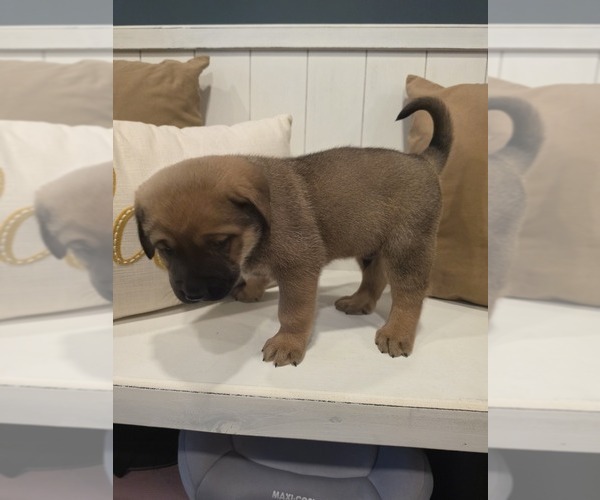 Medium Photo #3 Anatolian Shepherd-English Mastweiler Mix Puppy For Sale in IRWIN, PA, USA