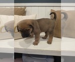 Small #2 Anatolian Shepherd-English Mastweiler Mix