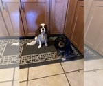 Small Photo #2 Cavalier King Charles Spaniel Puppy For Sale in ALBUQUERQUE, NM, USA