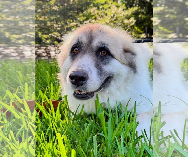 Medium Photo #2 Great Pyrenees Puppy For Sale in Spring, TX, USA