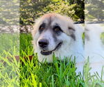 Small #1 Great Pyrenees
