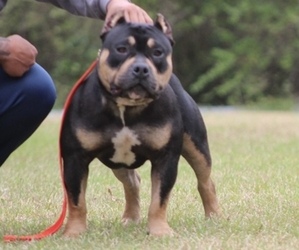 Father of the American Bully puppies born on 10/07/2022