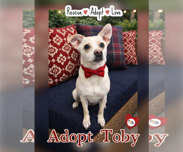 Medium Photo #2 Italian Greyhound Puppy For Sale in Menifee, CA, USA