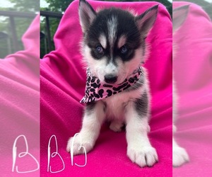 Siberian Husky Litter for sale in PARK CITY, KY, USA