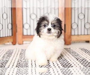 Zuchon Puppy for sale in NAPLES, FL, USA