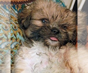 Shorkie Tzu Puppy for sale in LILBURN, GA, USA