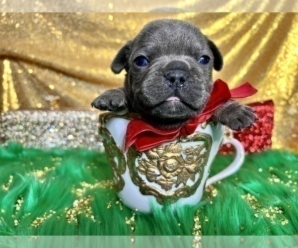 Medium Photo #81 French Bulldog Puppy For Sale in HAYWARD, CA, USA