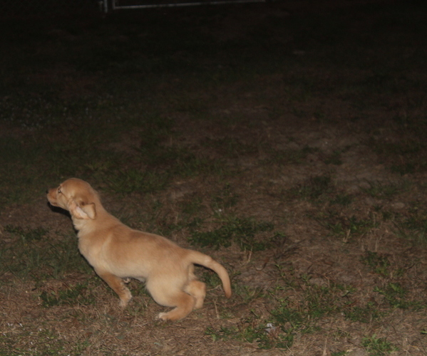 Medium Photo #7 Golden Retriever Puppy For Sale in LEHIGH ACRES, FL, USA