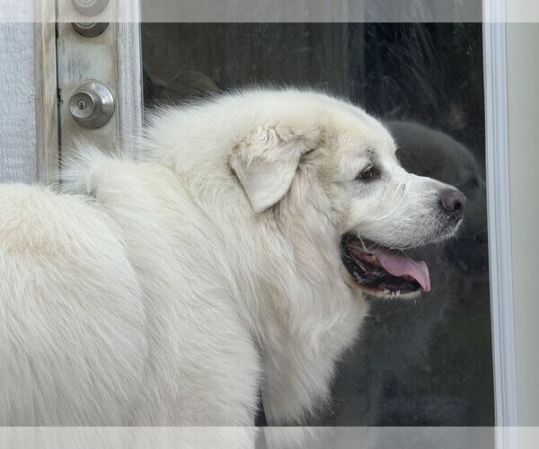 Medium Photo #12 Great Pyrenees Puppy For Sale in Houston, TX, USA