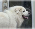 Small #11 Great Pyrenees