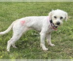 Small #5 Poodle (Miniature) Mix