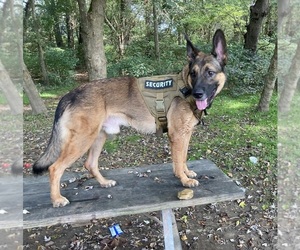 Father of the German Shepherd Dog puppies born on 07/10/2022