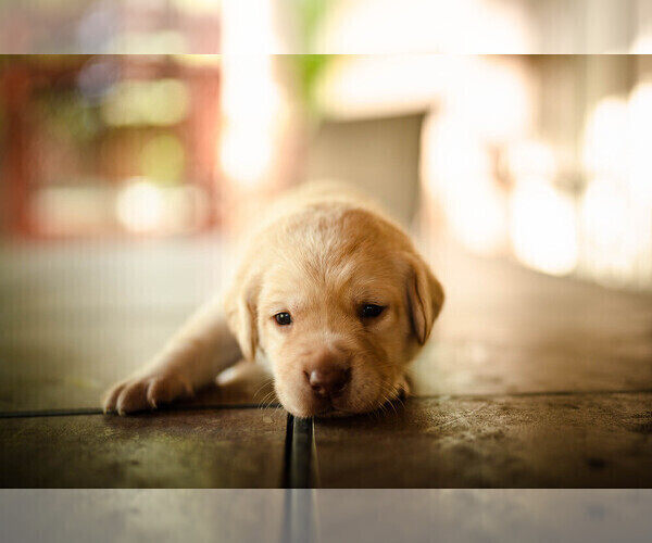 Medium Photo #5 Labrador Retriever Puppy For Sale in CARSON CITY, NV, USA