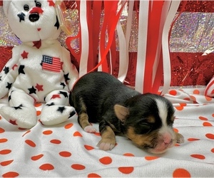Morkie Puppy for sale in CASSVILLE, MO, USA