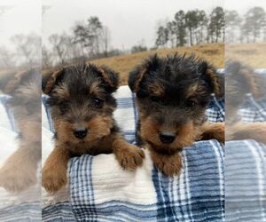 Welsh Terrier Puppy for sale in CUTLER, OH, USA