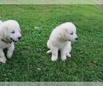Small Photo #23 Golden Retriever Puppy For Sale in MILLVILLE, MA, USA