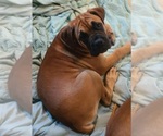 Puppy Lucky Boerboel