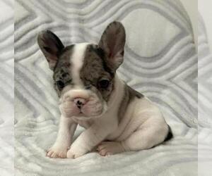 French Bulldog Puppy for sale in JOHNS ISLAND, SC, USA