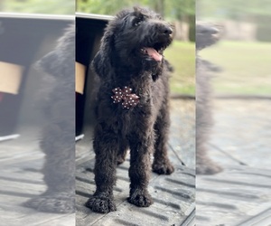 Airedoodle Puppy for sale in LEESBURG, AL, USA