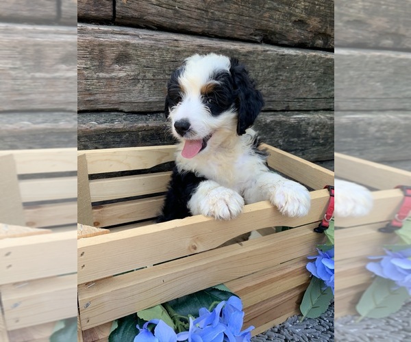Medium Photo #2 Miniature Bernedoodle Puppy For Sale in MC DONOUGH, GA, USA