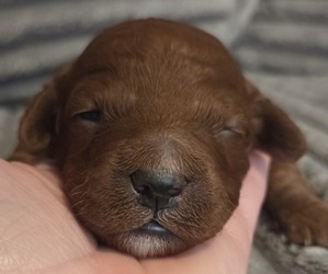 Medium Golden Retriever-Poodle (Toy) Mix