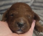 Puppy Goofy Golden Retriever-Poodle (Toy) Mix