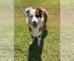 Small #2 Australian Shepherd