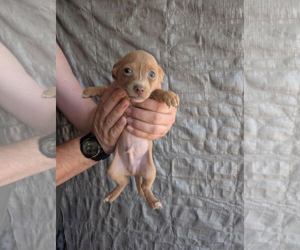 Medium Photo #4 Chihuahua-Unknown Mix Puppy For Sale in Grafton, WI, USA