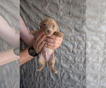 Small #3 Chihuahua Mix