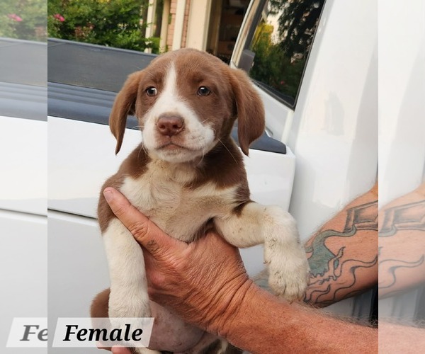 Medium Photo #2 Labrador Retriever-Unknown Mix Puppy For Sale in Royal Palm Beach, FL, USA