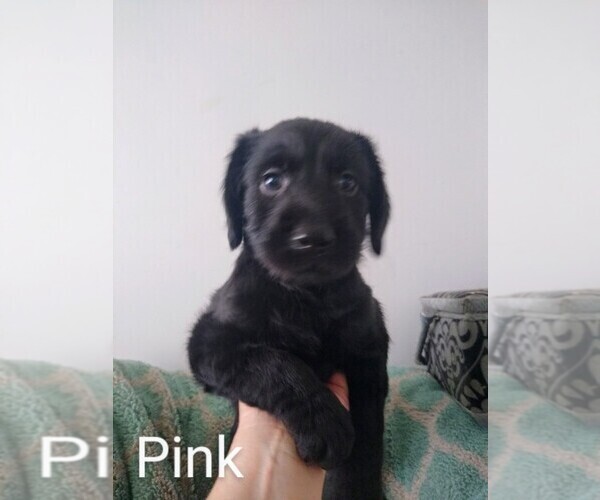 Medium Photo #1 Labradoodle Puppy For Sale in NEW LONDON, IA, USA
