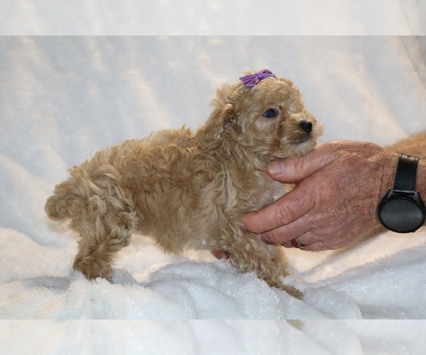 Medium Photo #20 Poodle (Toy) Puppy For Sale in DYERSBURG, TN, USA