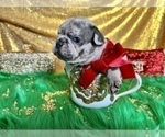Small Photo #42 French Bulldog Puppy For Sale in HAYWARD, CA, USA