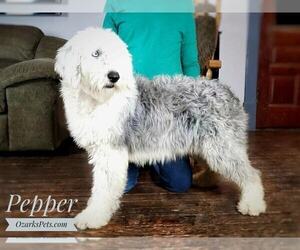 Mother of the Sheepadoodle puppies born on 03/22/2022