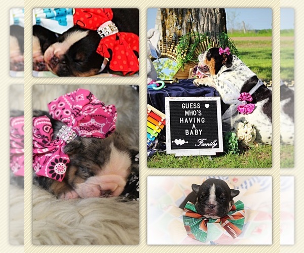Medium Photo #8 Bulldog Puppy For Sale in CALDWELL, TX, USA