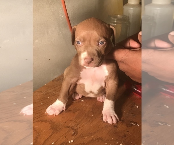 Medium Photo #16 American Bully Puppy For Sale in CO SPGS, CO, USA