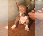 Small Photo #16 American Bully Puppy For Sale in CO SPGS, CO, USA