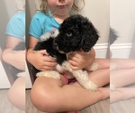 Small Photo #8 Poodle (Standard) Puppy For Sale in LEESBURG, GA, USA