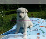 Small #8 German Shepherd Dog