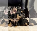 Small Photo #35 French Bulldog Puppy For Sale in CHARLOTTE, NC, USA