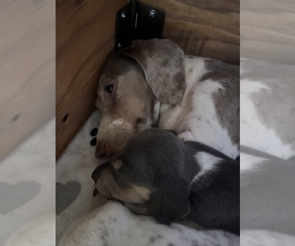 Medium Photo #35 Dachshund Puppy For Sale in LAKEBAY, WA, USA