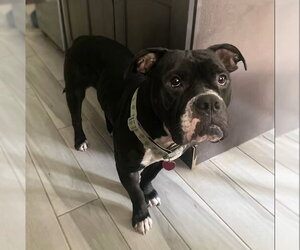Violet - Female Bulldog Dog for Adoption - Photo #8