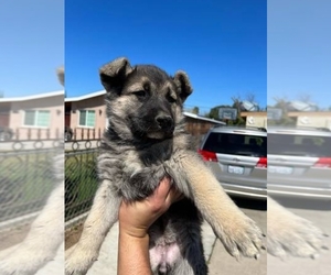German Shepherd Dog Puppy for sale in SEARCY, AR, USA