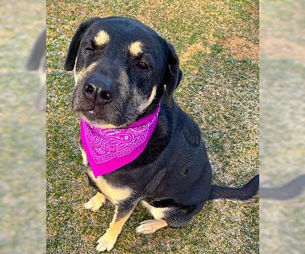 Medium Photo #1 Rottweiler-Unknown Mix Puppy For Sale in Fallbrook, CA, USA