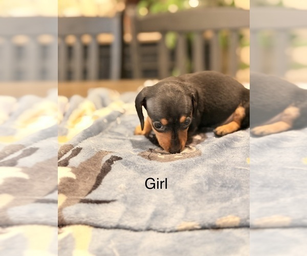 Medium Photo #5 Dachshund Puppy For Sale in CHIPPEWA FALLS, WI, USA