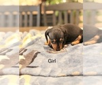 Litter of 5 - Male(s) and Female(s) DachshundLitter of Puppies for Sale - Photo #5